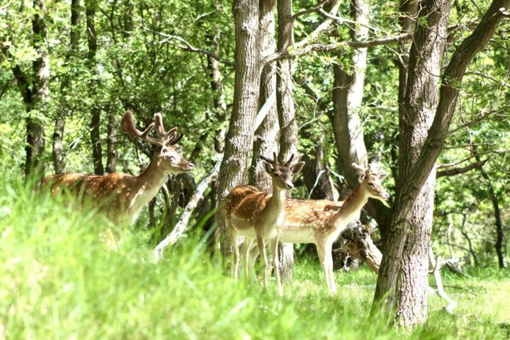 Damwild in den Dünen